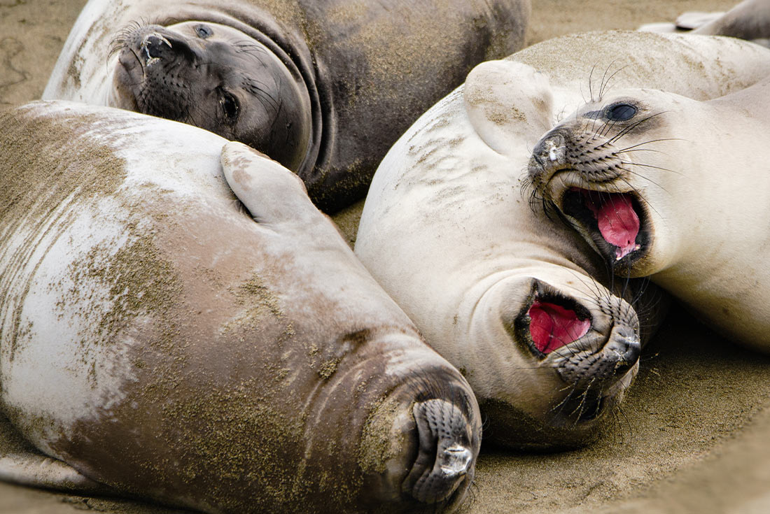 Elephant Seals on a California beach